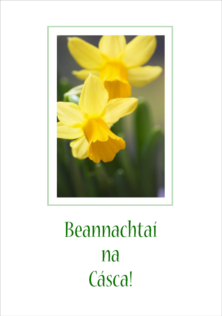CA02 Easter Card -  Lilí an Earraigh / Daffodil